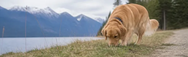 Dog sniffing grass outdoors